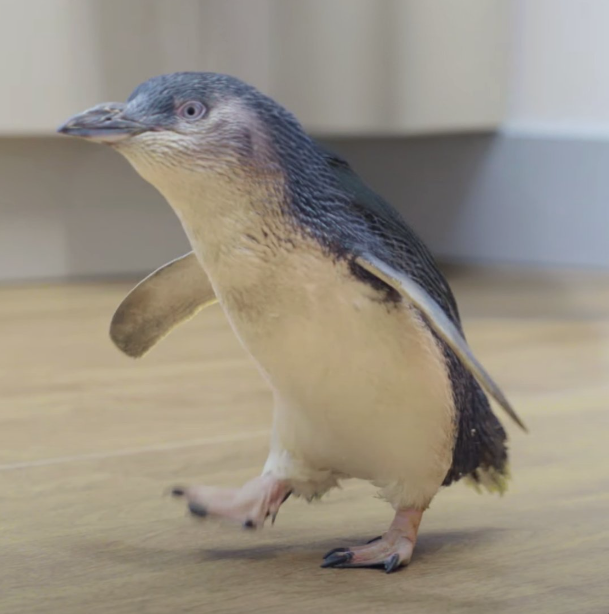 Joop the penguin walking after successful Neuralink implant procedure